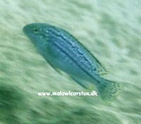Melanochromis dialeptos ukendt sted Mozambique